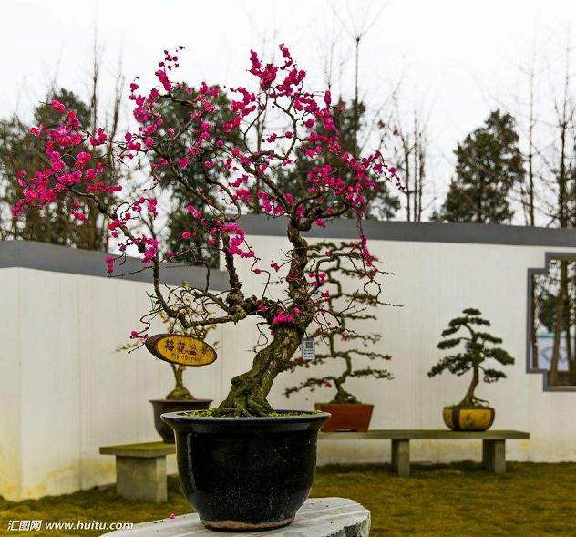 如皋苗圃现有两万盆珍珠黄杨盆景存圃