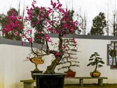 如皋苗圃现有两万盆珍珠黄杨盆景存圃