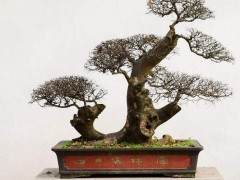 澳大利亚的保罗和从1993年开始就销售盆景