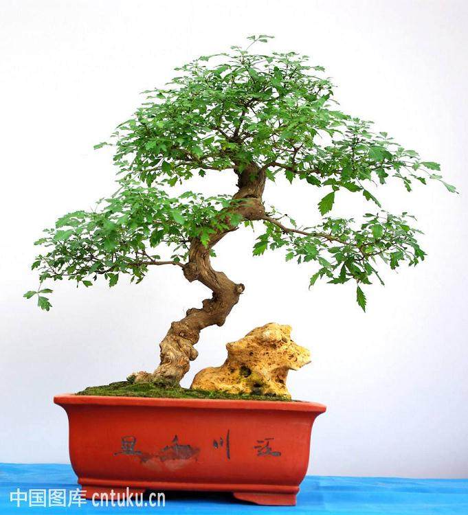 制作高品位的盆景艺术应从提高作者自身素质做起