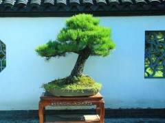 中国盆景评比展览中的树木桩盆景评比标准