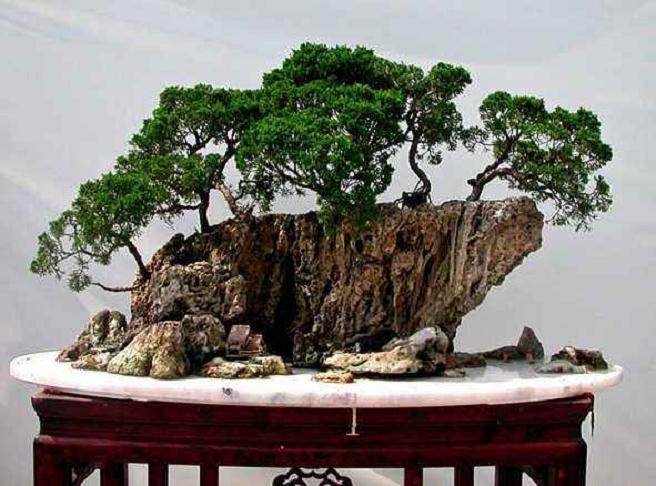 如何提高山水盆景的修饰技巧?