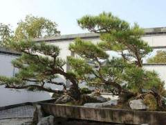 鲍家花园总投资一亿多元 展出的盆景有近万盆