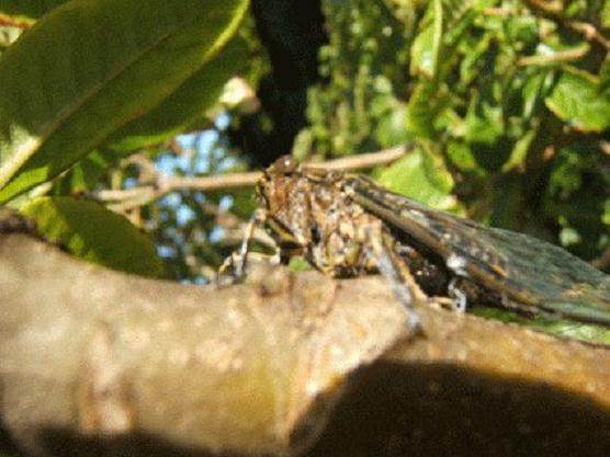 如何防治蝉虫对盆景的危害?