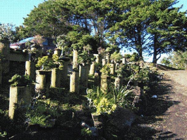 她还让我有时间多浏览一些盆景论坛网站