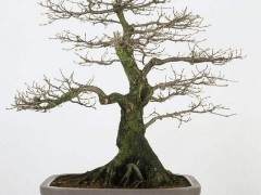 这对许多盆景业主来说都是一段艰难的时期