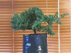 良好的盆景混合土壤有9个优点