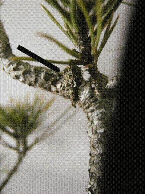 如何防治盆景蛾虫的危害?