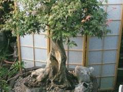 我希望从新西兰盆景中获得更多信息和照片