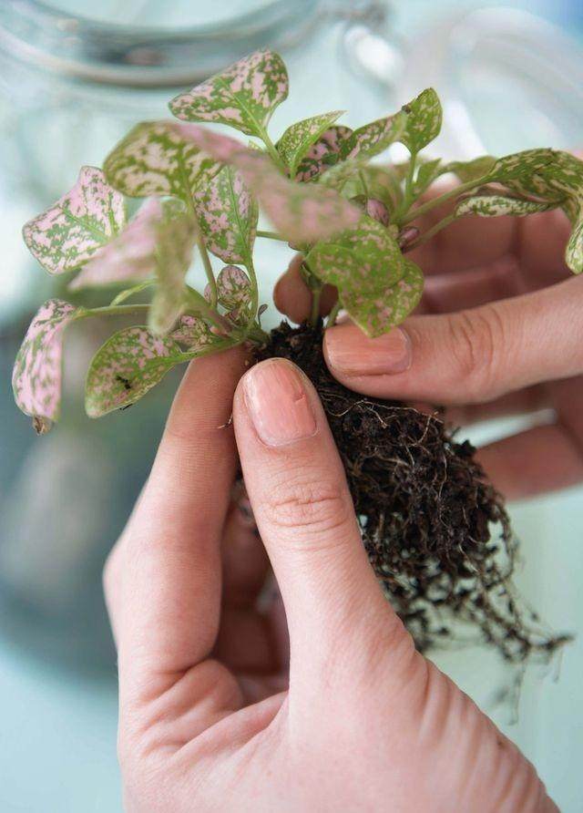 图解 制作玻璃盆景的4个步骤