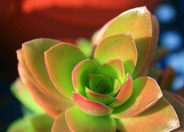 CCTV财经频道推出《多肉植物呆萌传奇》