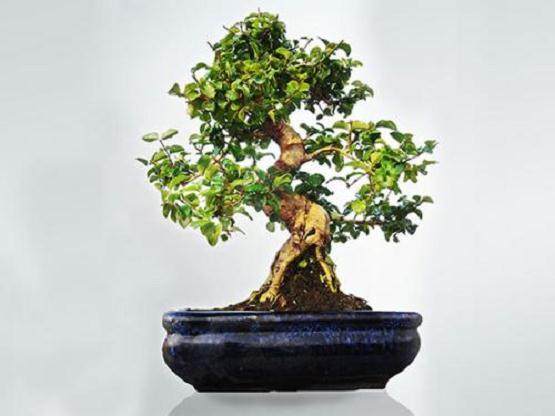 山指甲盆景养护的注意事项