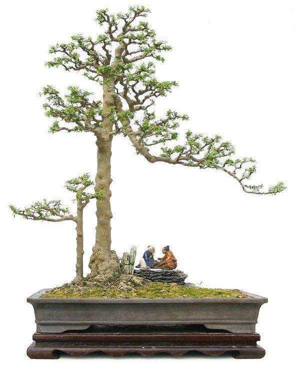 养护山指甲盆景 最重要的一环是浇水