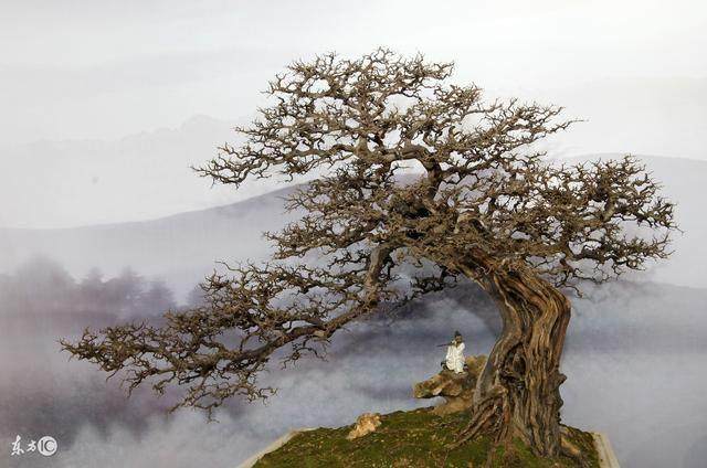 博兰盆景叶小常绿、古朴苍劲、树种寿命长