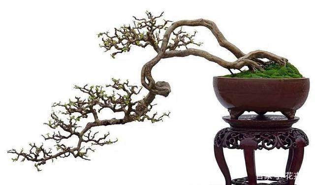 博兰盆景在少雨多晴的季节 一个星期可施肥2次