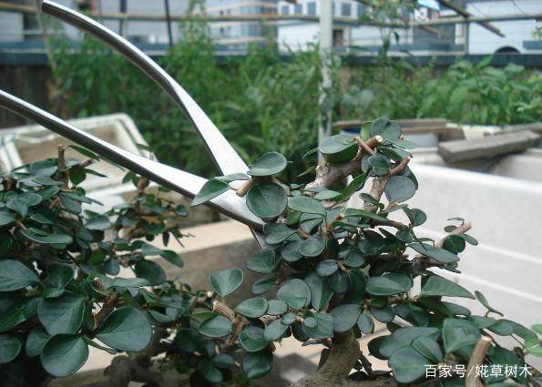 老爸养的博兰盆景长疯了 随意修剪一下