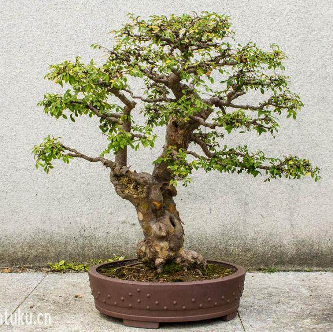 韩国盆景家参观海南刘传刚大师的锦园