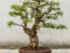 韩国盆景家参观海南刘传刚大师的锦园