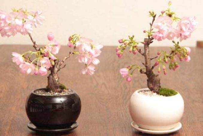 那么分享下原来制作樱花盆景的一些心得