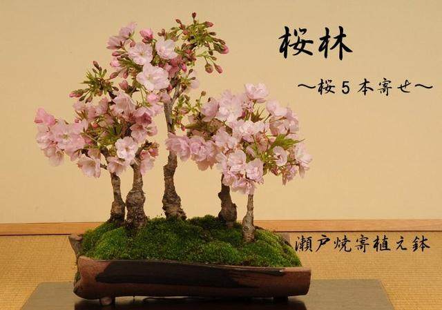 修剪樱花盆景的注意事项