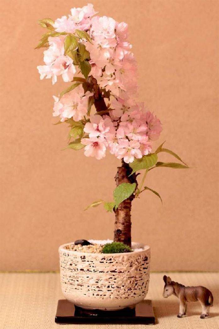 盆景樱花出现问题 一般分苗本身和管理问题