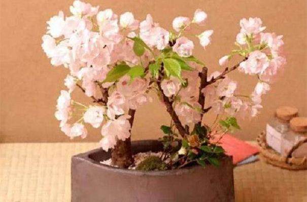 樱花盆景的土壤与浇水修剪