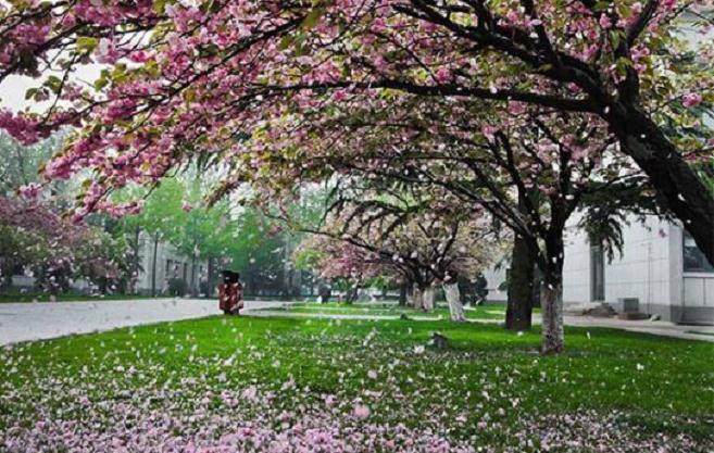 樱花盆景什么时间修剪?