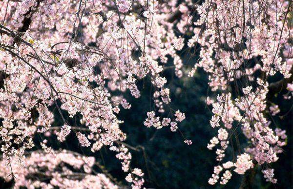 制作樱花盆景的7个步骤