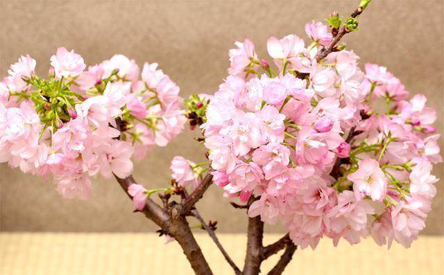 种植樱花盆景用什么土壤比较好？