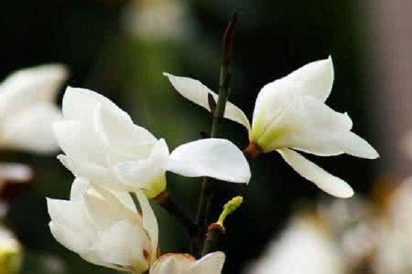 盆景白玉兰的养殖方法