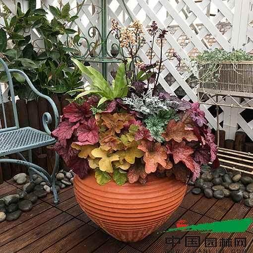 珠海:20至40元之间的盆栽矾根走货量相当不错