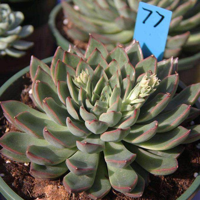 有些多肉植物入门者 放弃景天后就转向十二卷类