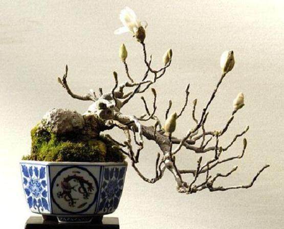 盆景玉兰树的种植方法