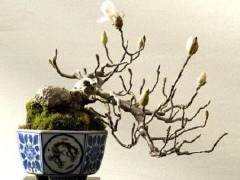 盆景玉兰树怎么生根种植的方法 图片