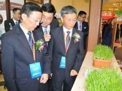 黄韭盆景飘香中国国际食品博览会