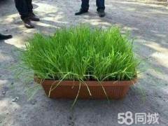 南宫市年产黄韭盆景已达100万余盆