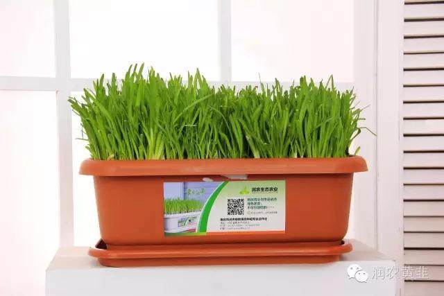 黄韭盆景的室内管理方法