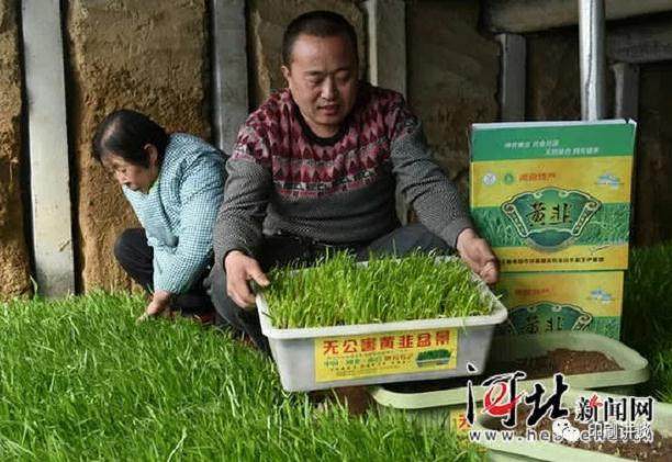 室内绿化盆景越来越畅销 黄韭迎来商机