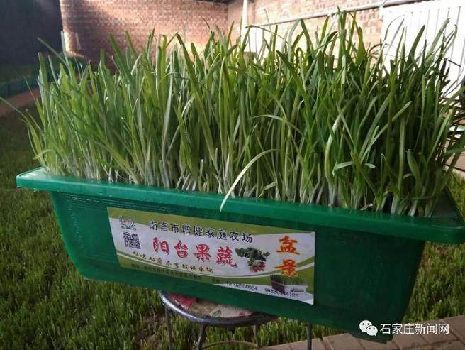 黄韭盆景市场价格每盆售价95元