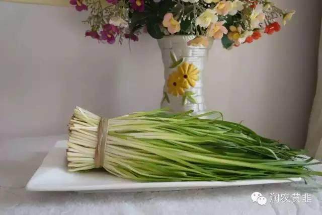 黄韭盆景和盆栽韭菜有什么区别?