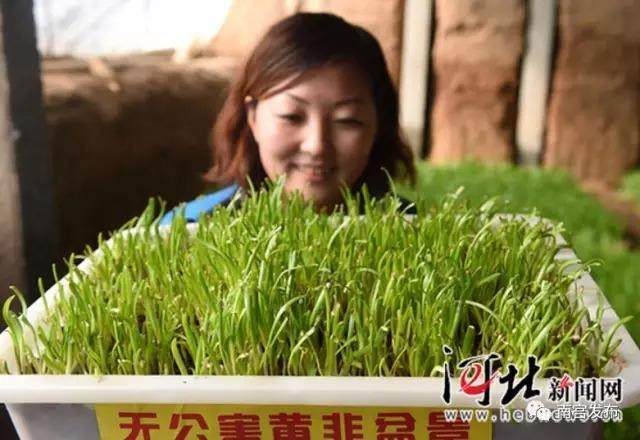 邢台市大学生创业基地年销黄韭盆景两万余盆