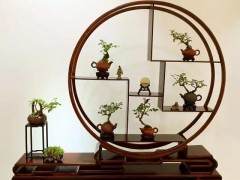 2017年开封铁塔杯盆景艺术展