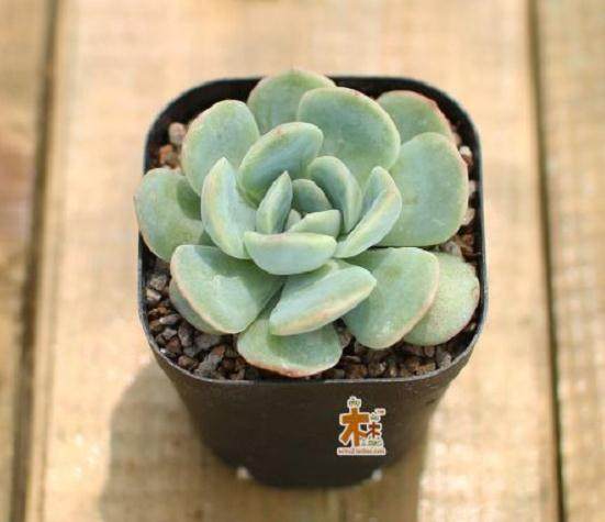 杭州多肉玩赏兴起较早 90年代就开始了