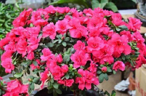 给西洋杜鹃盆景浇水不要太多