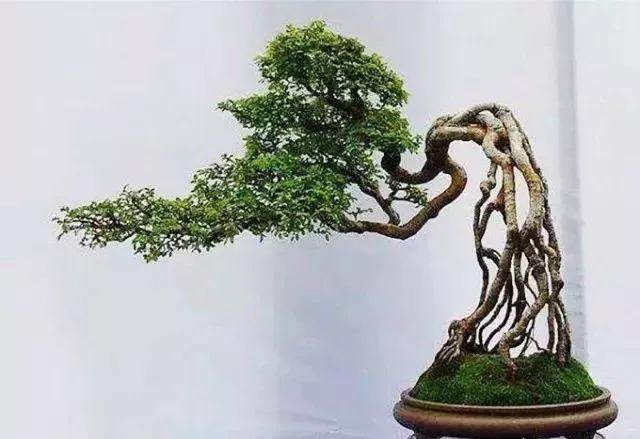 如何给盆景提根造型？