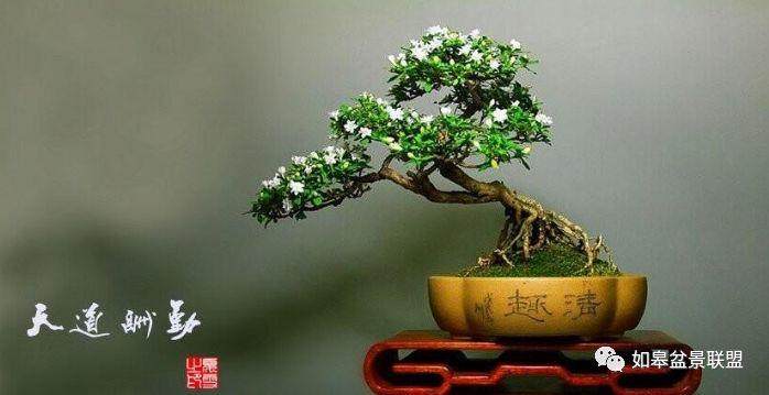 雀梅盆景的对生长环境有什么要求？