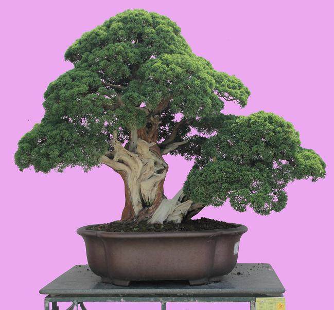 金秋盆景展昨日在安阳市人民公园开展