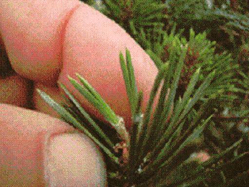 松树盆景的修剪与芽选择