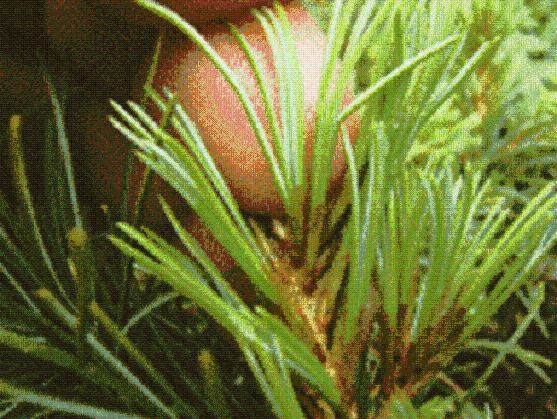 松树盆景的修剪与芽选择