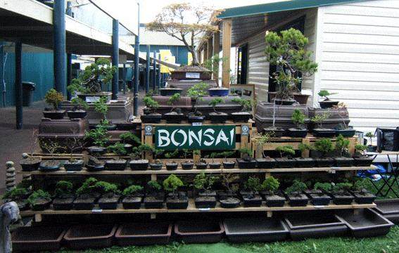 盆景的空气层具有哪些个优点？